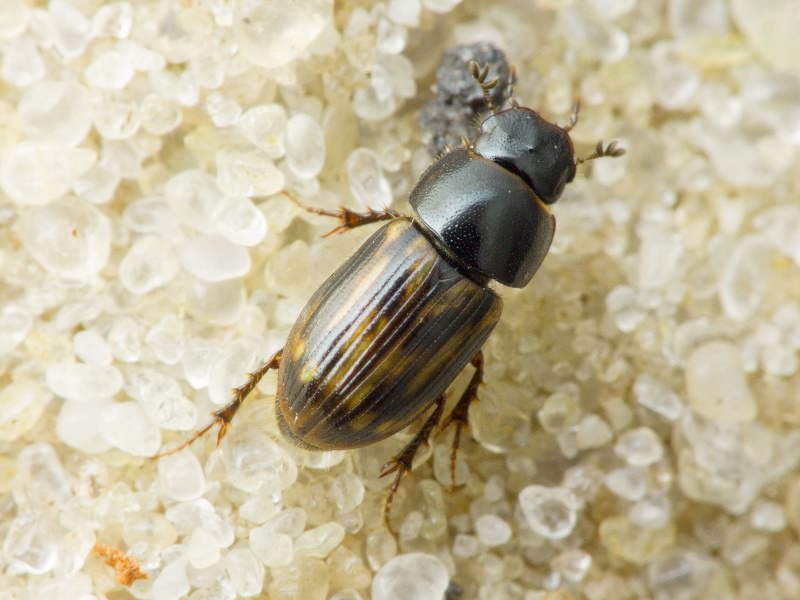 Aphodius Illiger, 1798